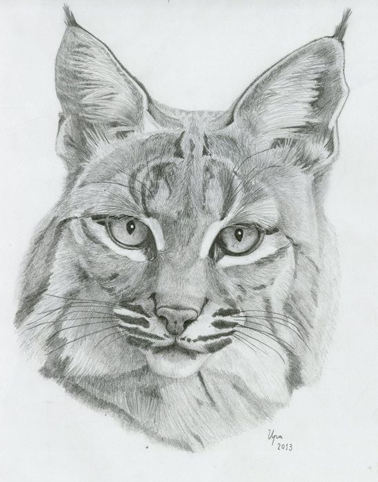 Bobcat