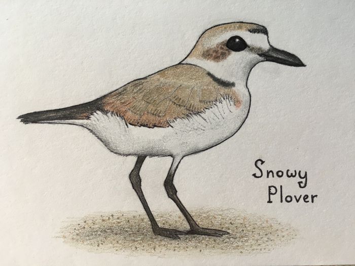 Plover