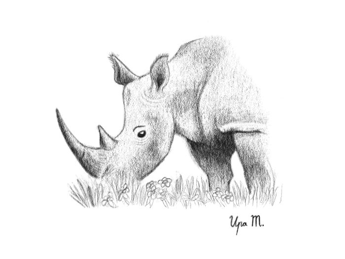 Rhino