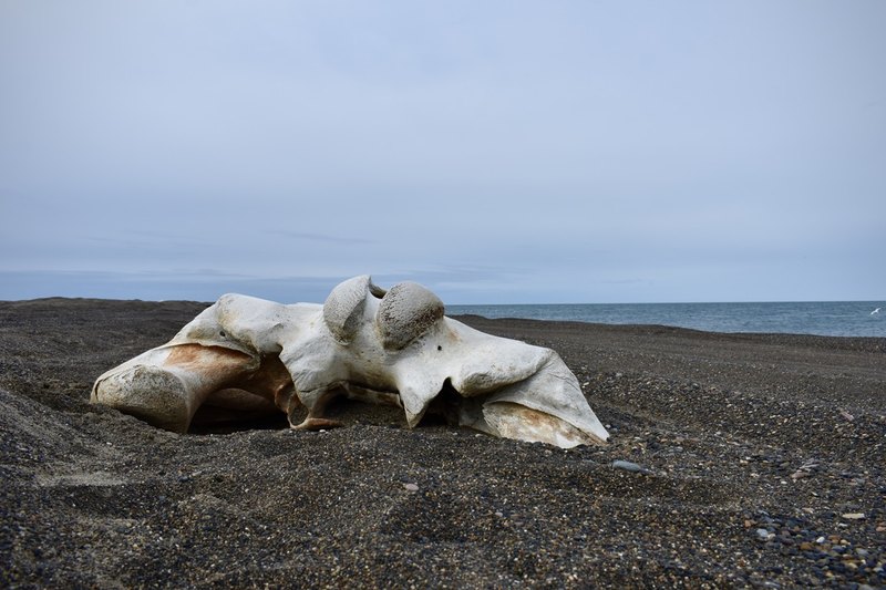 Whale vertebrae half-buried in dark sand on an Arctic beach