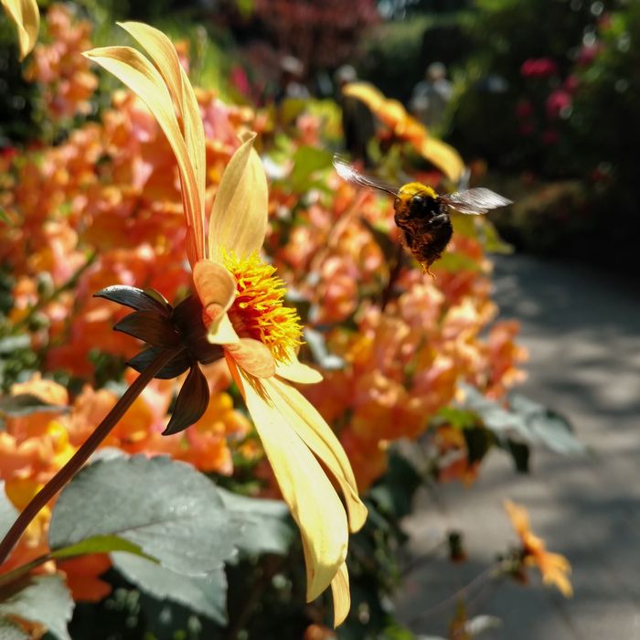Busy Pollinator