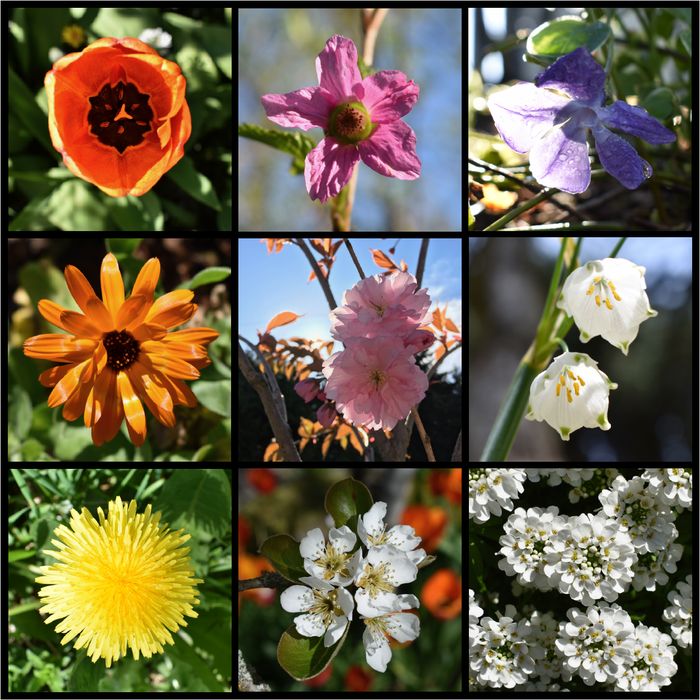In Bloom