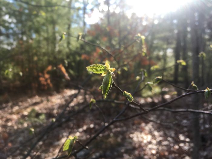 Signs of Spring