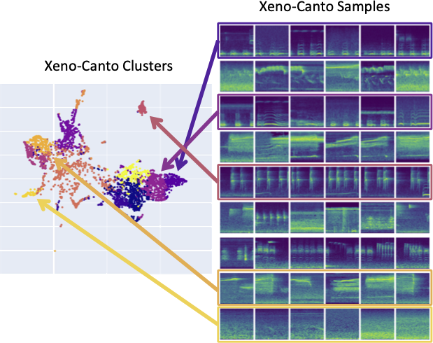 Clusters of birdsong embeddings linked to example spectrograms