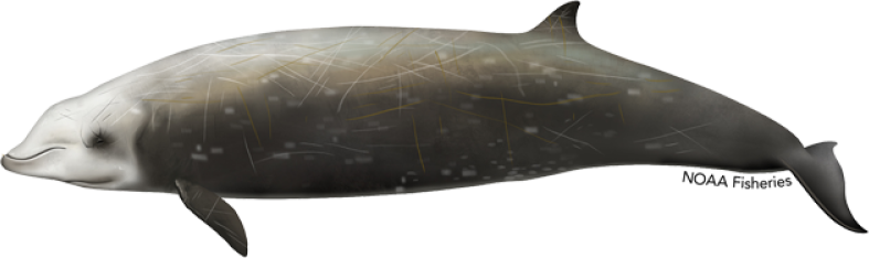 Illustration of a Cuvier’s beaked whale