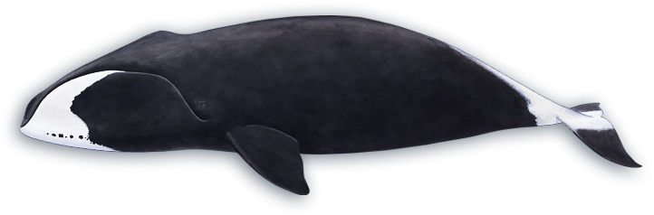 Illustration of a bowhead whale (Voices in the Sea)