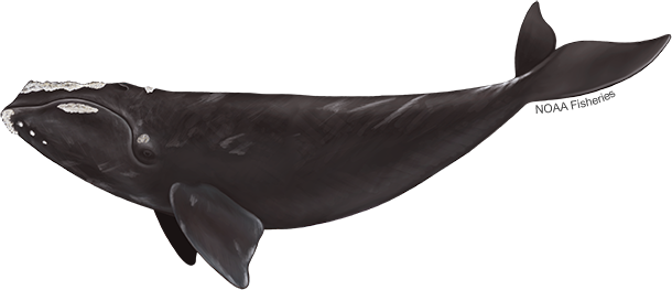 Illustration of a North Atlantic right whale
